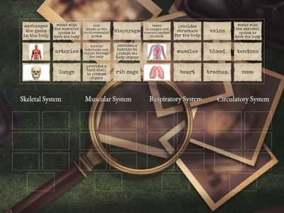 Human Body Systems Overview