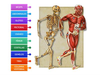Músculos y huesos 2º Prim