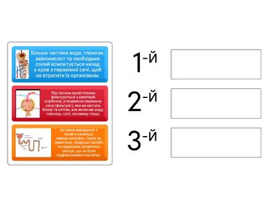 Сечоутворення 