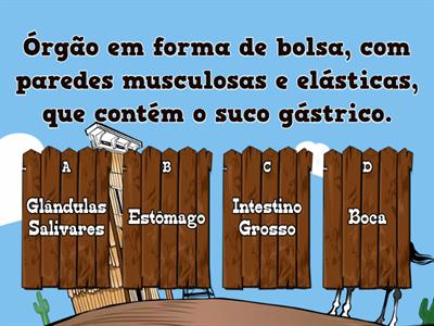 Sistema Digestivo: Responde escolhendo o órgão correto