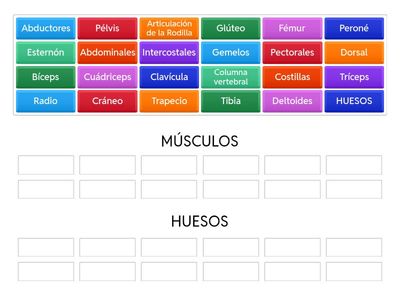 SISTEMA MUSCULAR Y SISTEMA ÓSEO