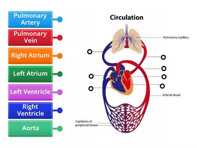 HUMAN CIRCULATORY SYSTEM