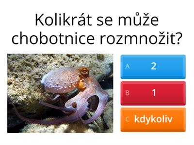 Hlavonožci