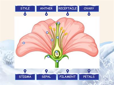 PARTS OF A FLOWER