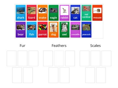 Animal Coverings Sort