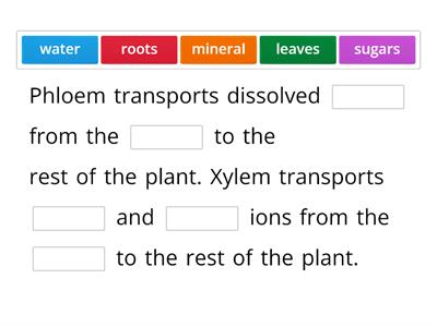 Xylem and Phloem Gap Fill