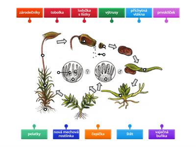 Životní cyklus mechorostů
