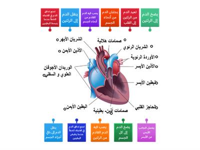 وظائف أجزاء القلب