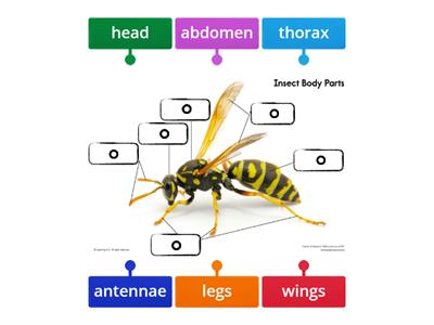 Parts of an Insect