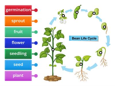 LCS: Bean Life Cycle