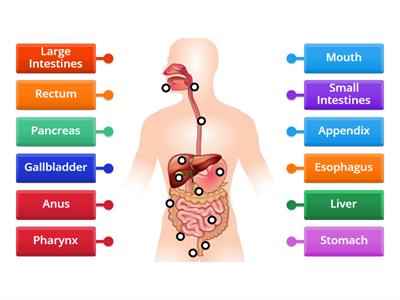 Labelling the Digestive System