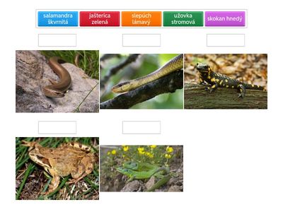 5. lesne obojživ a plazy