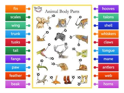 PRIMA - Animal Body Parts