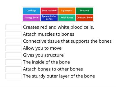 Skeletal System