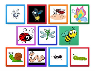 Types of bugs flashcards