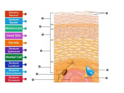 Layers of the Epidermis