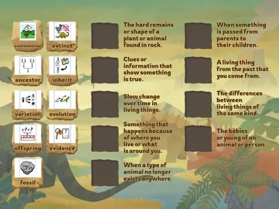 Year 6 Animal Adaptations