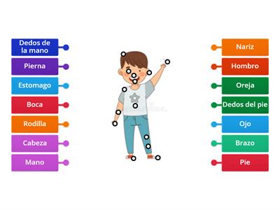 Partes del cuerpo en español