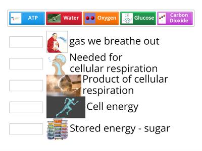 Cellular Respiration