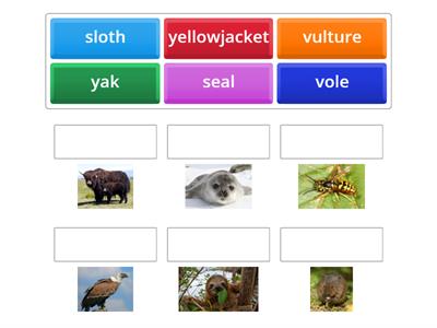 Animals ESL Summer School