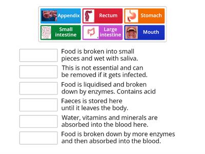 digestive system parts