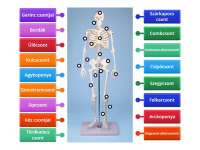 Az emberi test csontjai 