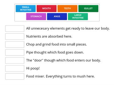 Digestive system