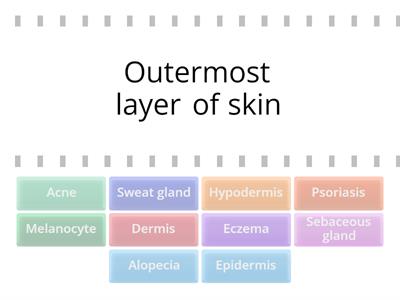Common Medical Terms in the Integumentary System