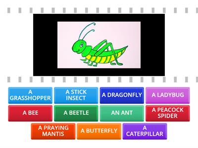 Rooftops 4 unit 6 INSECTS find the match vocab