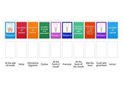 The Digestive System: Teeth (Mechanical Digestion)
