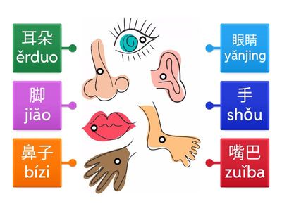 Части тела. Chinese