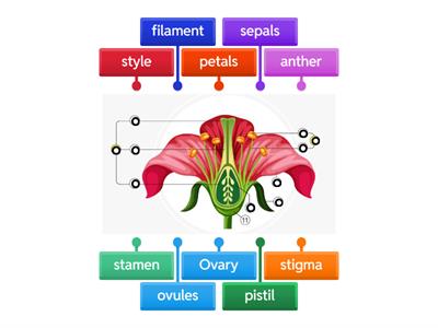 Parts of a flower