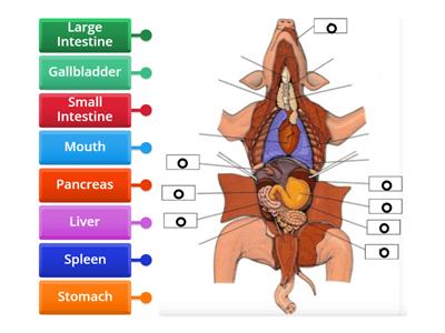 Labeled Digestive System