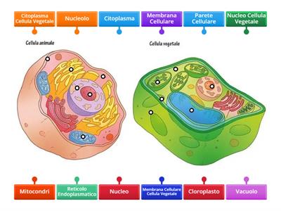 Cellula Animale e Cellula Vegetale
