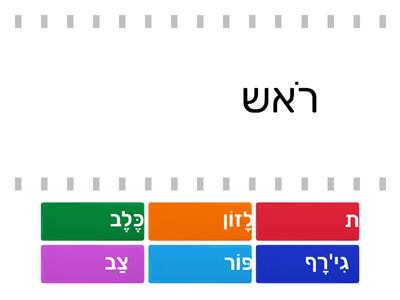 אַיֶלֶת מְטַיֶלֶת-תאמת החיה לאיבר הגוף/פריט לבוש