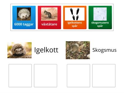 Vilda djur i Sverige, igelkott och skogsmus