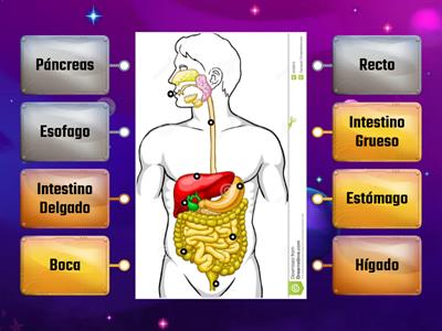 SISTEMA DIGESTIVO 