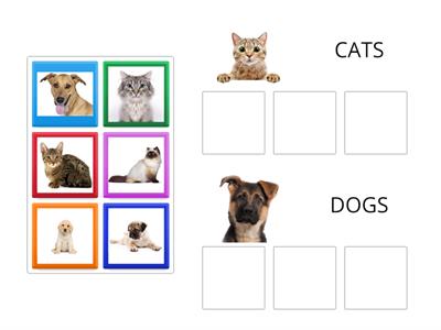 PETS - CATS AND DOGS