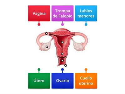 Anatomía del aparato reproductor femenino