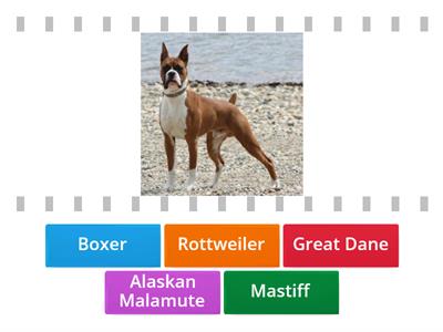 Working Dog Breeds 