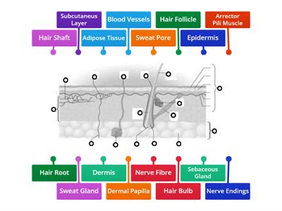 Structure of the Skin