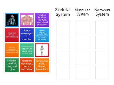 Body Systems #1