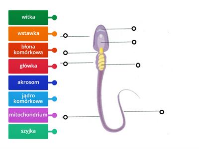 Budowa plemnika