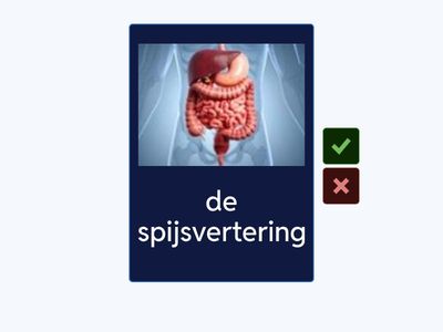 de organen NT2 | flashcards