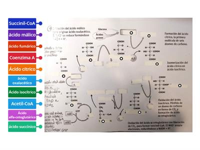 Ciclo de Krebs Nombre de los compuestos que intervienen: