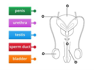 Male reproductive organ LABEL