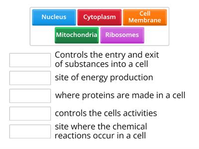 Animal cell structure and function
