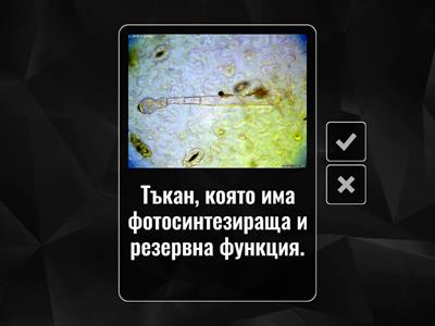 Растителни тъкани 7 клас