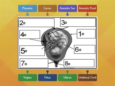 Pregnancy Diagram