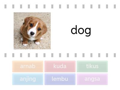 Y2 Beginner: Farm animals